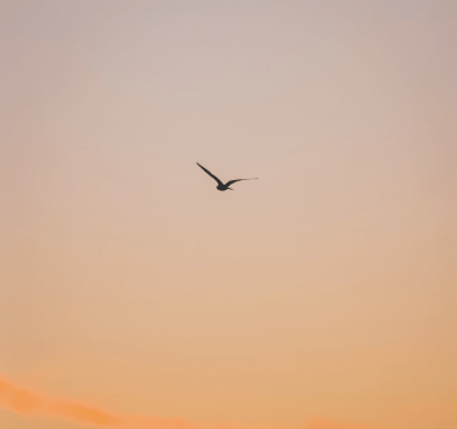 Les bienfaits de la nature